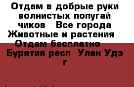 Отдам в добрые руки волнистых попугай.чиков - Все города Животные и растения » Отдам бесплатно   . Бурятия респ.,Улан-Удэ г.